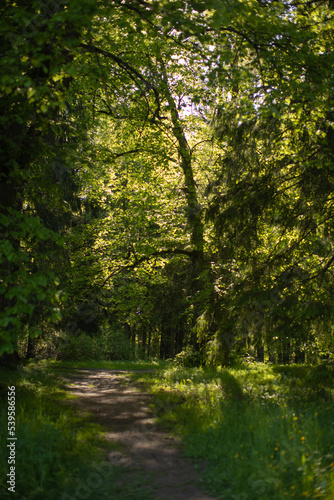 Light shining down in nature