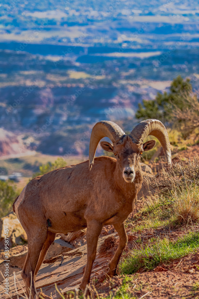 Obraz premium Big horn sheep at Colorado National Monument