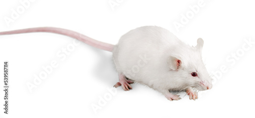 White laboratory rat isolated on white background photo
