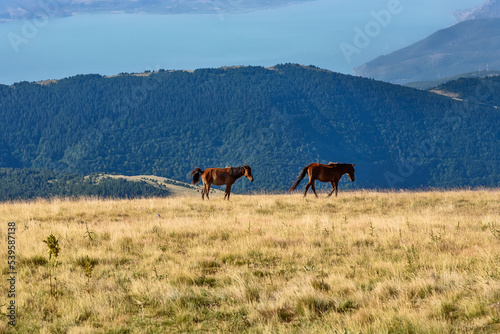 Wild horses into the mountain.