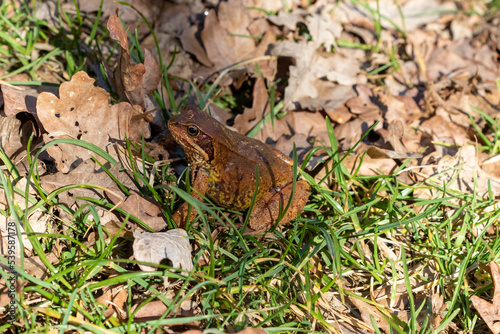 A Common frog in the grass.
