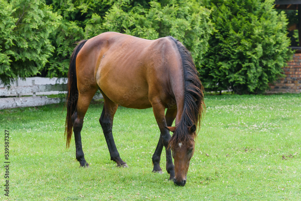 A horse grazes grass on a farm A horse grazes grass on a farm