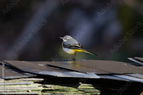 A Grey wagtail perched. © Andy Jenner 