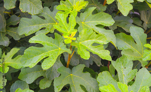 Fig tree foliage after the rain as a background. Selective focus of fig tree branch as natural background