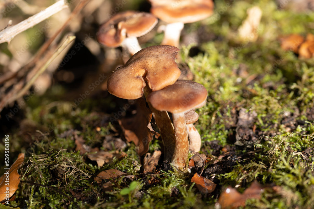mushrooms in the forest mushrooms in the forest