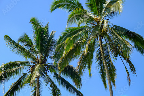 Green juicy palm trees against a beautiful blue sky. Paradise Island Bali