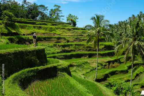 Rice terraces, rice sprouts. Palm trees, jungle. Blossoming life. Bali.