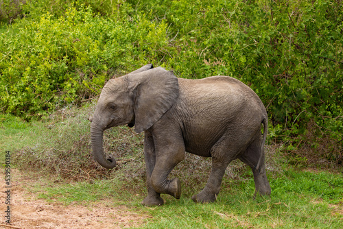 a baby elephant walks free in the forest of an African reserve in Tanzania. Close up