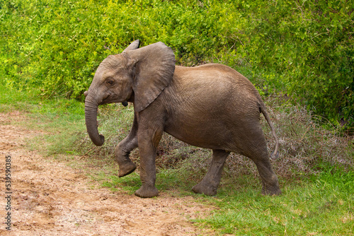 a baby elephant walks free in the forest of an African reserve in Tanzania. Close up