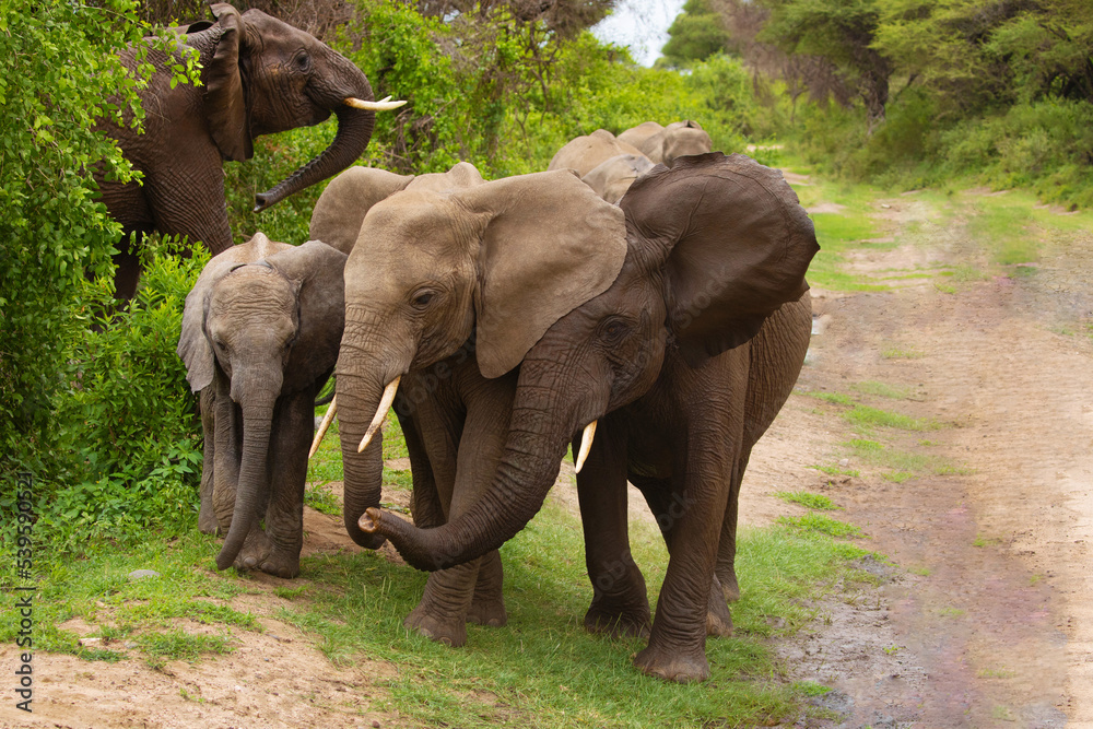 a small herd of elephants with a small baby elephant very close in detail in a national reserve in Tanzania