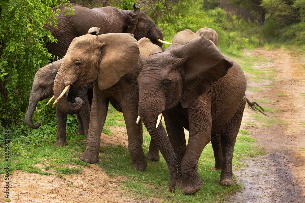 Fototapeta premium a small herd of elephants with a small baby elephant very close in detail in a national reserve in Tanzania