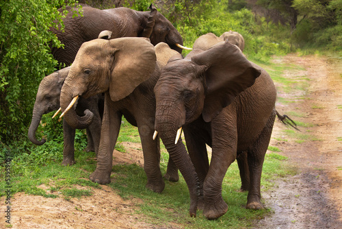 a small herd of elephants with a small baby elephant very close in detail in a national reserve in Tanzania © Elena