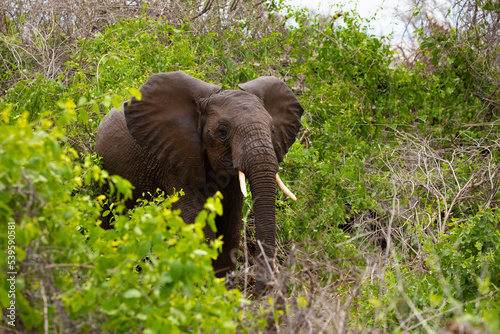 elephant on the loose in the forest among thickets of dry trees in the national park of Tanzania. Blue sky,  bushes