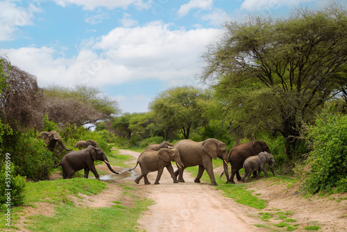 a small herd of elephants with a small baby elephant very close in detail in a national reserve in Tanzania crossing the road