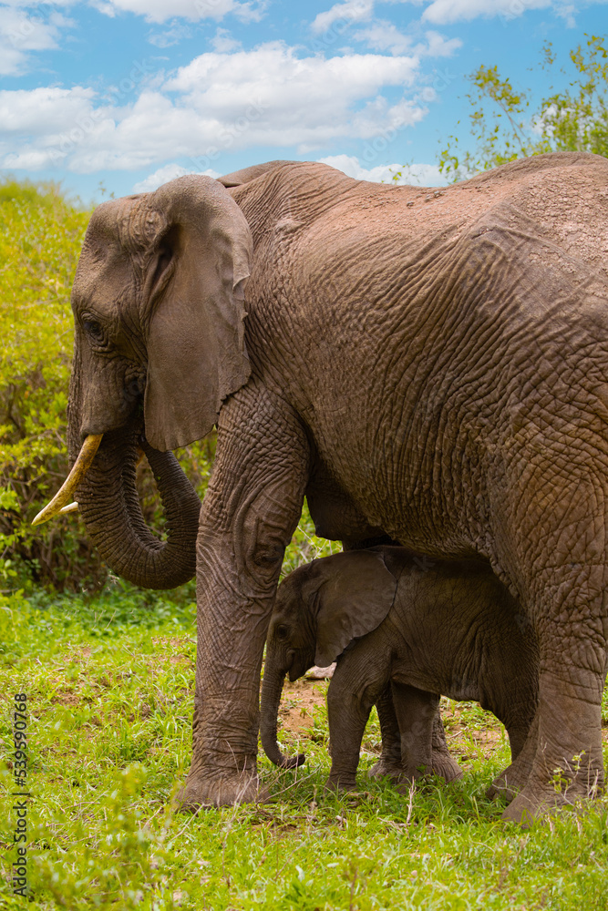Obraz premium tiny newborn baby elephant near his mother elephant on the loose in the wild environment. Very close up in detail. breastfeeding mother elephant