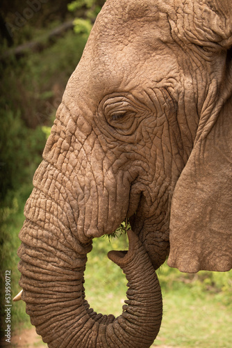 a large detailed portrait of a wild elephant living in freedom. He holds a bunch of grass in his trunk and eats it. Close up © Elena