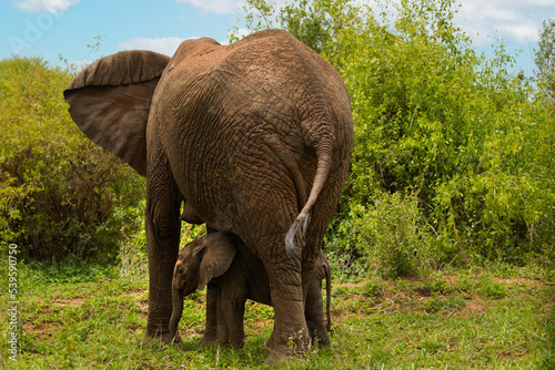 tiny newborn baby elephant near his mother elephant on the loose in the wild environment. Very close up in detail. breastfeeding mother elephant