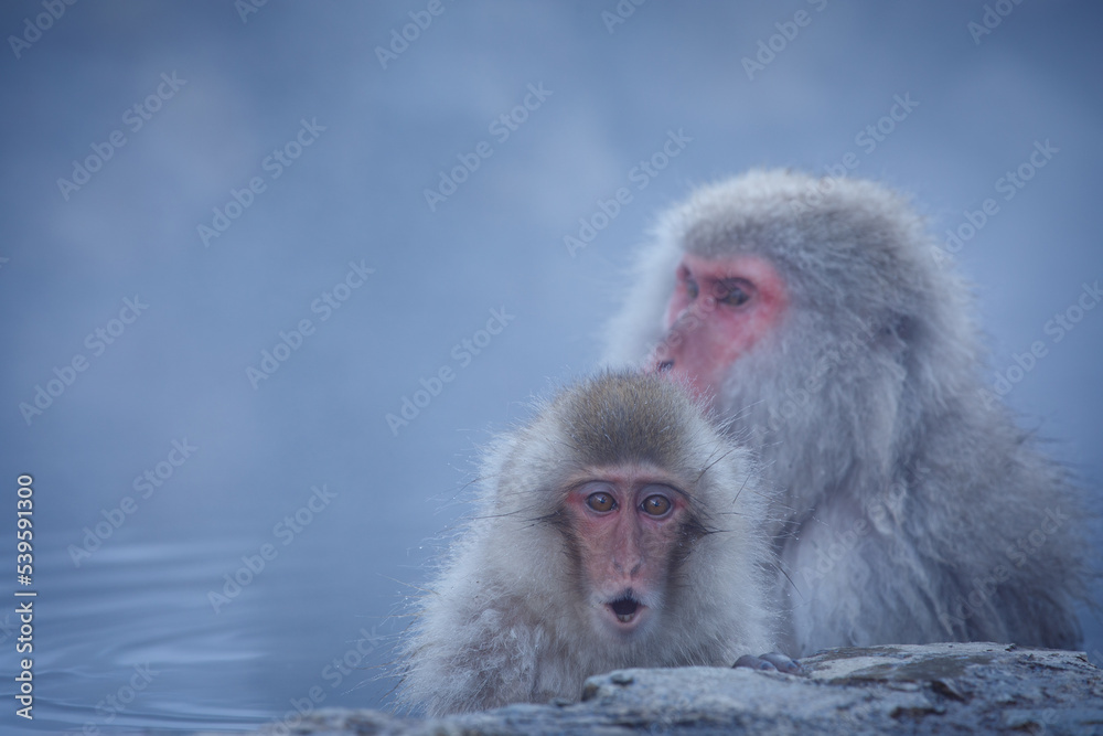 Naklejka premium ホー