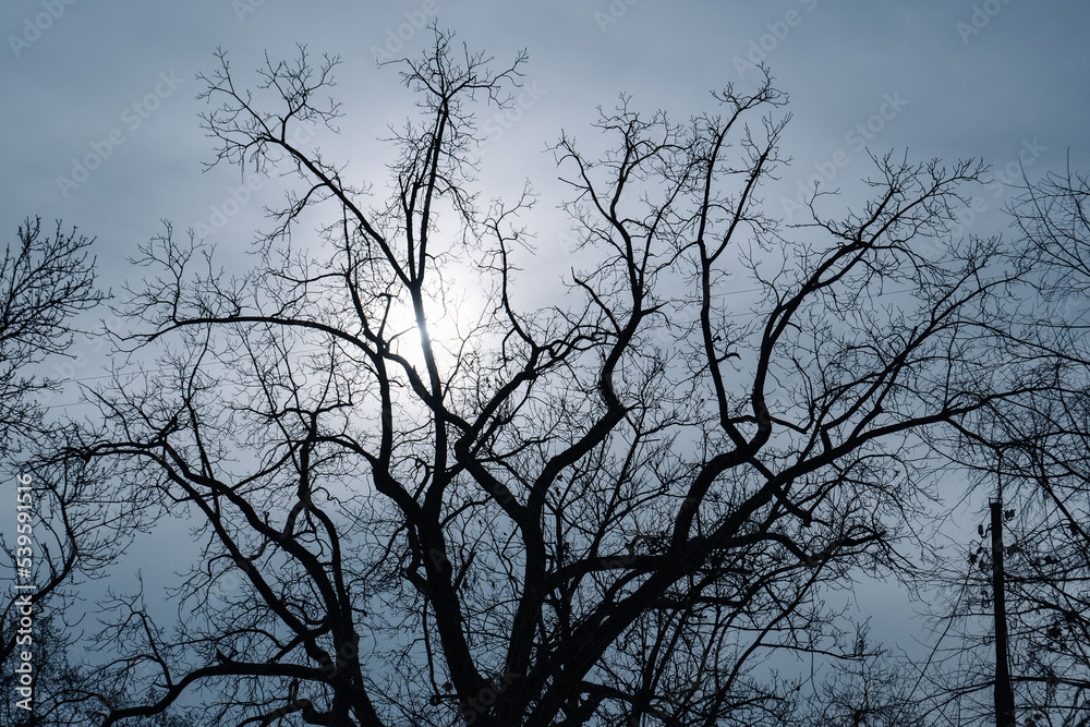 tree branches silhouette against sun and blue sky tree branches silhouette against sun and blue sky