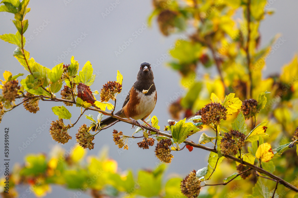 Obraz premium Spotted Towhee (Pipilo maculatus)looking straight ahead perched on branch