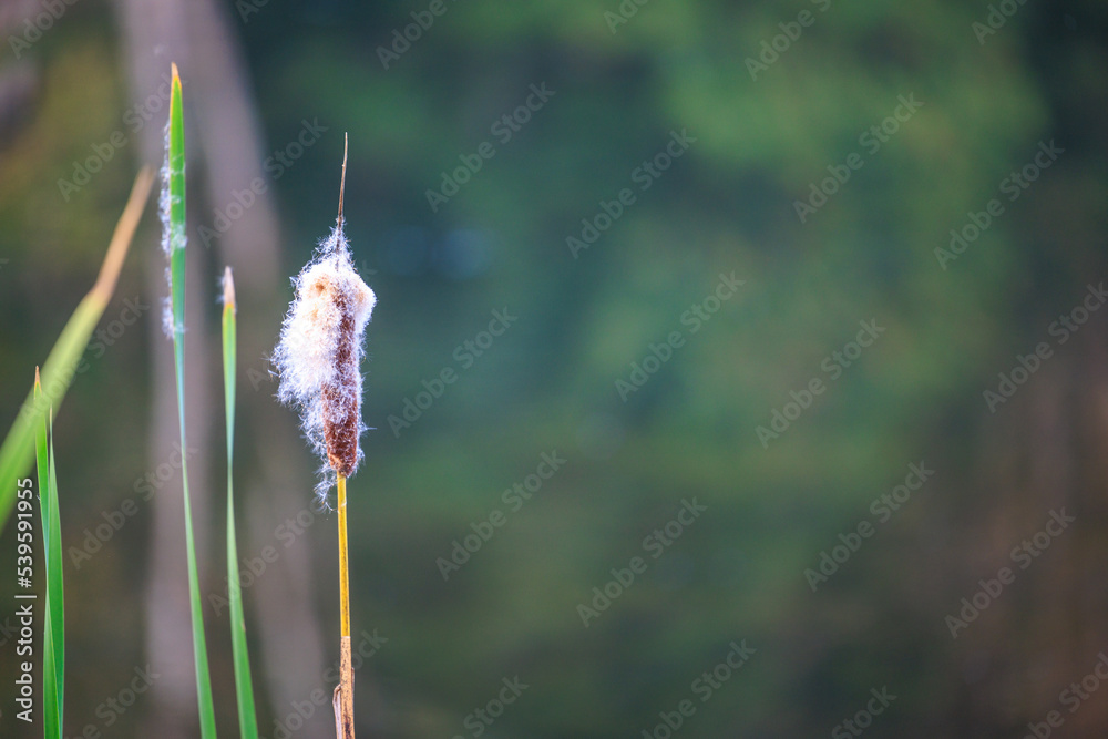 Close up of cat tail pond plant blurred background Close up of cat tail pond plant blurred background