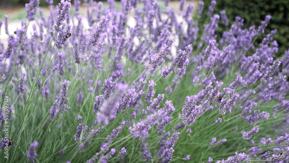 Flying bumble-bee gathering pollen from lavender blossoms. Close up Slow Motion. Beautiful Blooming Lavender Flowers swaying in wind. Provence, South France, Europe. Calm Cinematic Nature Background Flying bumble-bee gathering pollen from lavender blossoms. Close up Slow Motion. Beautiful Blooming Lavender Flowers swaying in wind. Provence, South France, Europe. Calm Cinematic Nature Background