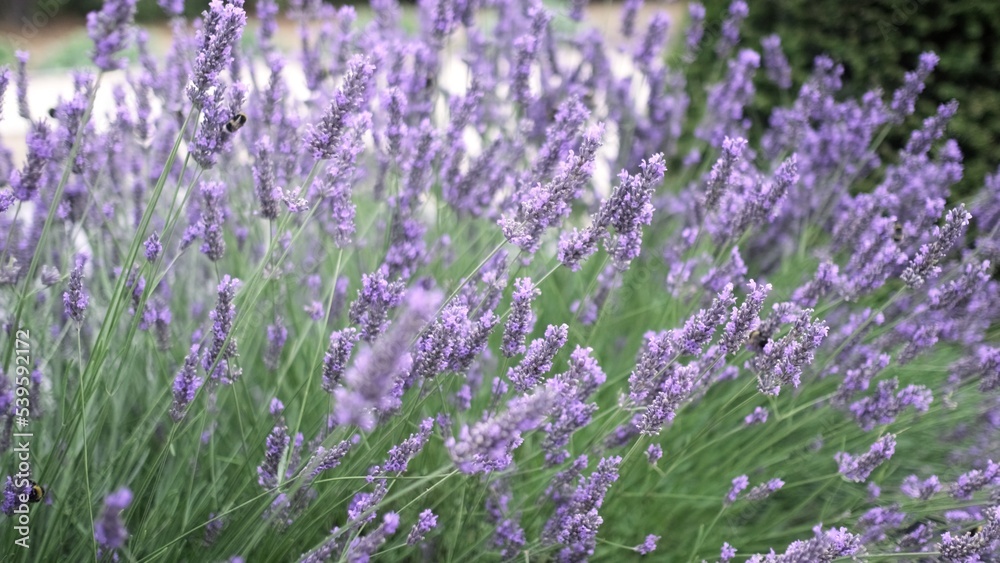 Flying bumble-bee gathering pollen from lavender blossoms. Close up Slow Motion. Beautiful Blooming Lavender Flowers swaying in wind. Provence, South France, Europe. Calm Cinematic Nature Background