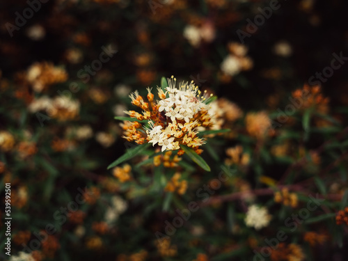 Spring flowers