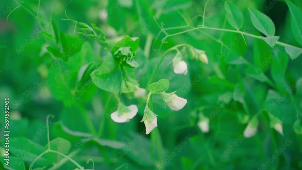 Blooming peas with white flowers close-up. Smooth camera movement, parallax. Gardening at home Blooming peas with white flowers close-up. Smooth camera movement, parallax. Gardening at home