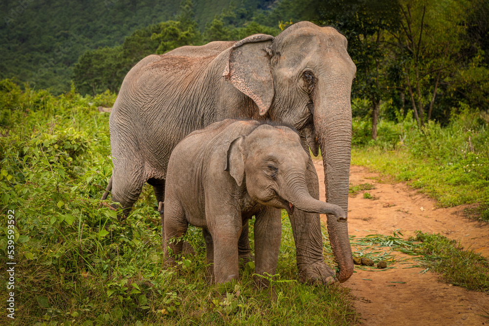 Fototapeta premium Elephants of Chiang Mai