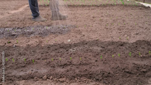 Wallpaper Mural A man walks in a garden bed and waters young growing peas in the soil Torontodigital.ca