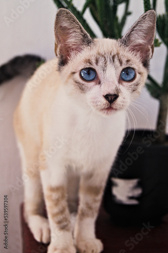 small white and brown cat with blue eyes on wooden stool and beside potted plant