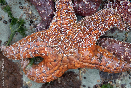 Sea Star Vancouver Island Tofino British Columbia Canada