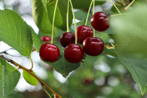 Closeup view of cherry tree with ripe red berries outdoors