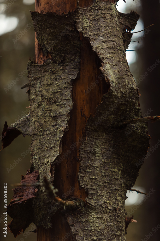 Naklejka premium Torn greenish bark on a tree.