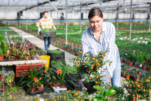 Foto Portrait of a female worker with nightshade plants in a greenhouse