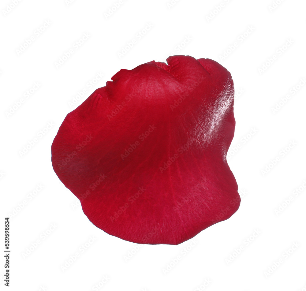 Red rose flower petal on white background Red rose flower petal on white background