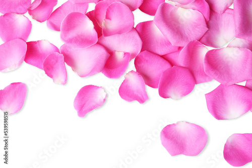 Many pink rose petals on white background, top view