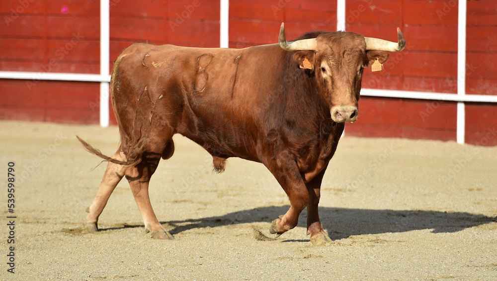 spanish red bull with big horns in a traditional spectacle of bullfight spanish red bull with big horns in a traditional spectacle of bullfight