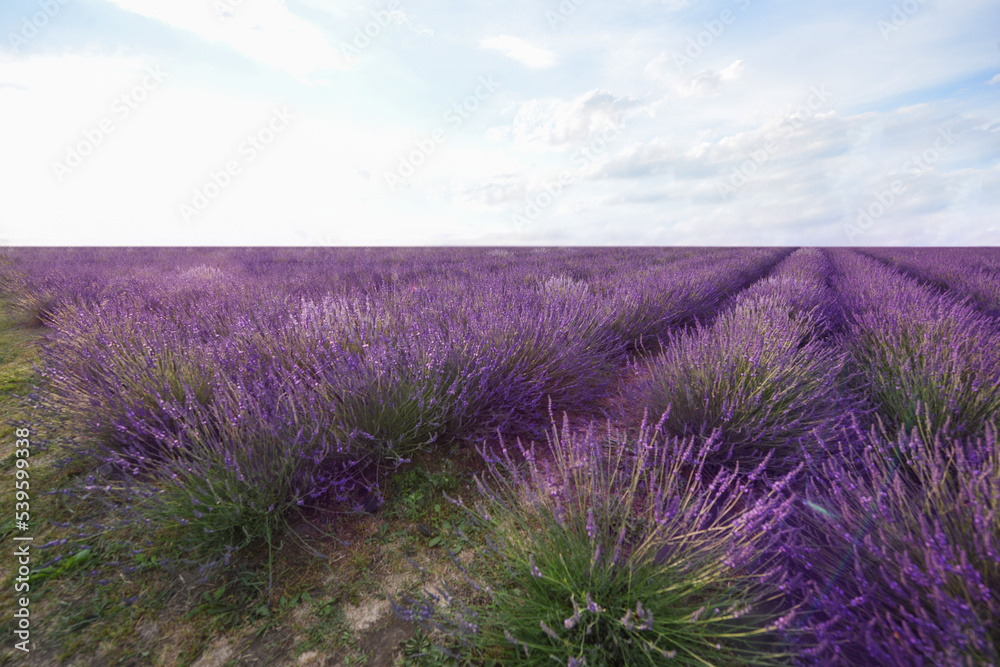 Picturesque view of beautiful blooming lavender field