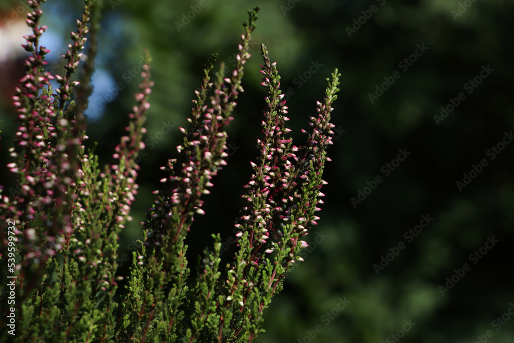 Heather shrub with beautiful flowers growing outdoors, closeup. Space for text Heather shrub with beautiful flowers growing outdoors, closeup. Space for text
