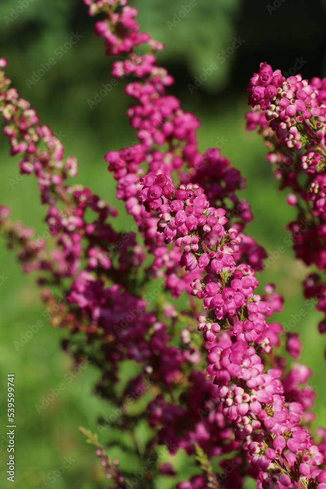 Heather shrub with beautiful blooming flowers outdoors on sunny day, closeup Heather shrub with beautiful blooming flowers outdoors on sunny day, closeup