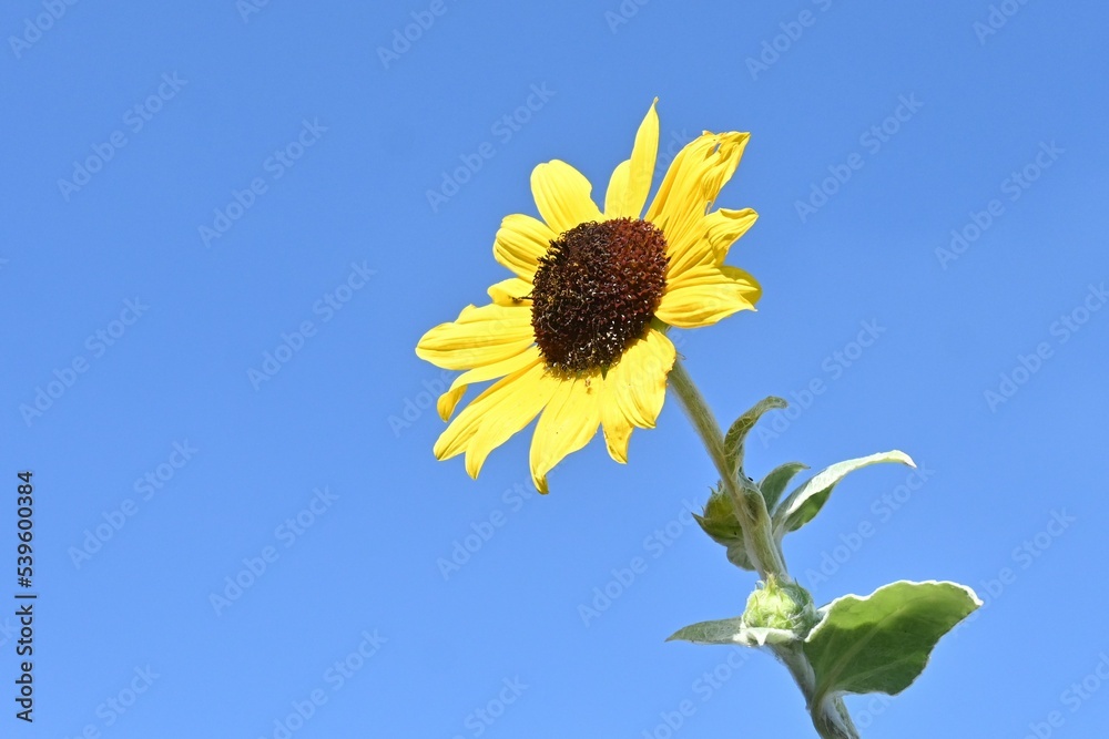 Background material of seasonal flowers. Summer flower sunflower. Background material of seasonal flowers. Summer flower sunflower.