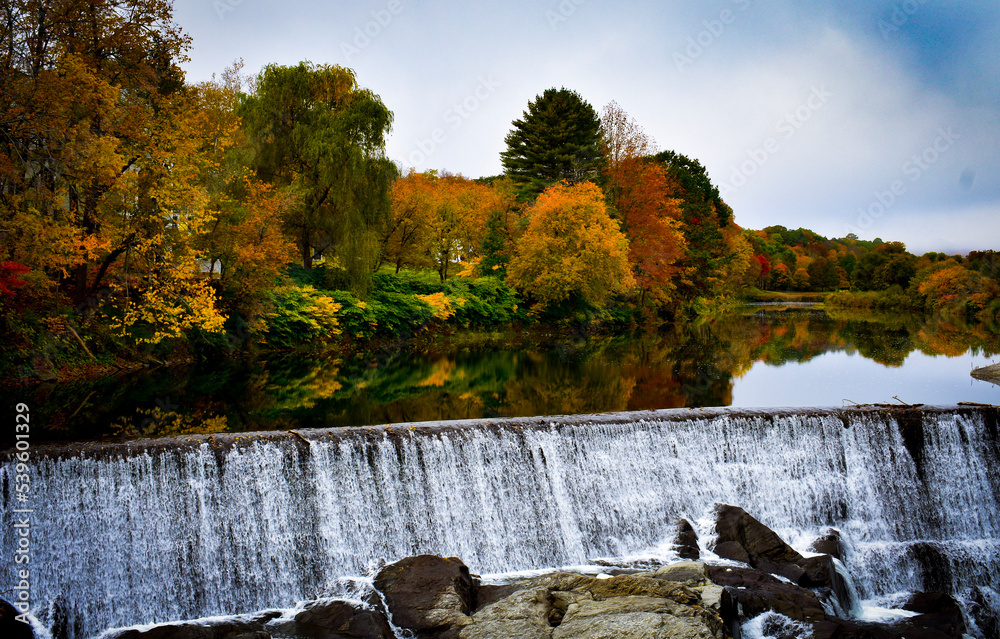Fototapeta premium autumn in the forest