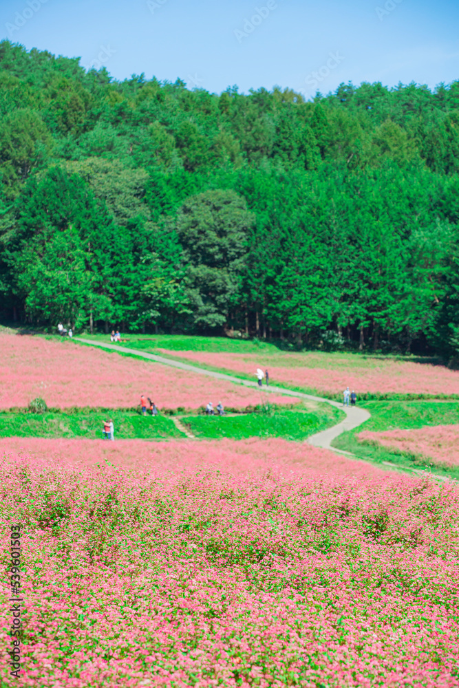 Obraz premium 長野県箕輪町 赤そばの里 2022年9月撮影