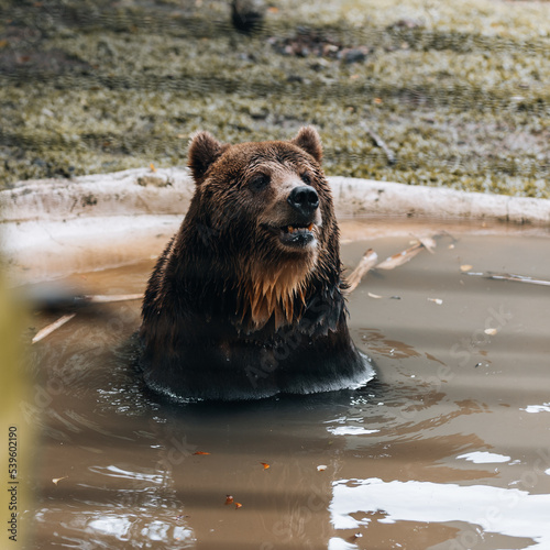 Crizzly bear cooling off at the zoo