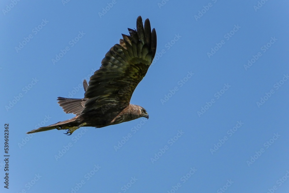 Obraz premium 青空バックに悠然と飛ぶチュウヒメス