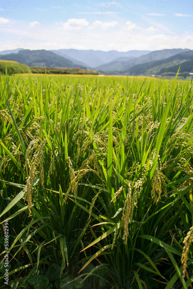 Rice field in rural Japan Rice field in rural Japan