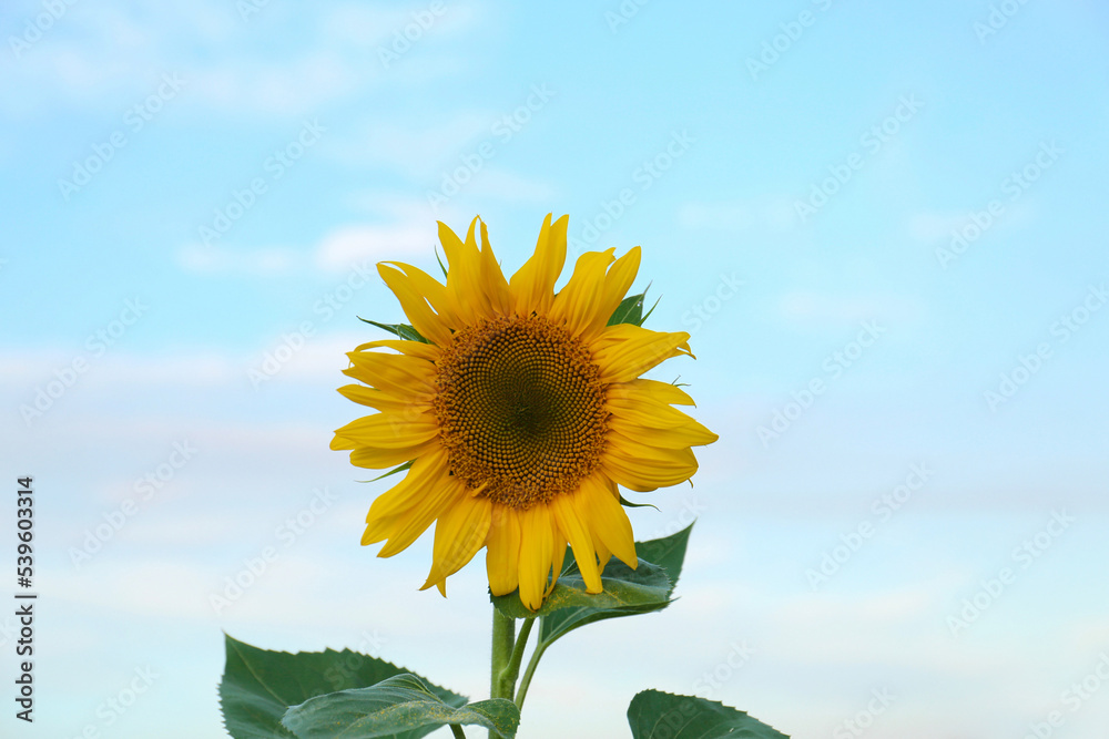Beautiful blooming sunflower against sky on summer day Beautiful blooming sunflower against sky on summer day
