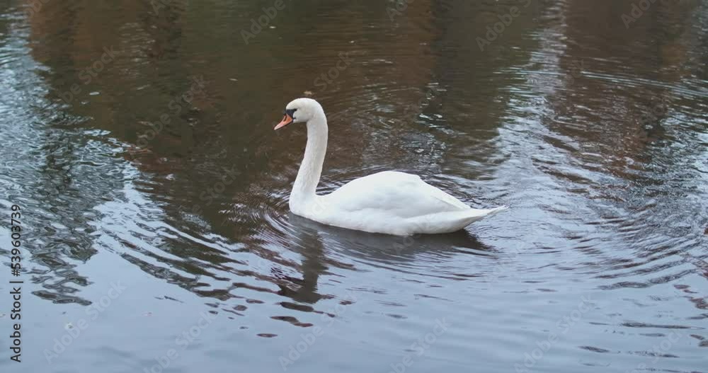 White swan swimming in the lake. Close up Wild swan with white feathers and orange beak on wide lake water White swan swimming in the lake. Close up Wild swan with white feathers and orange beak on wide lake water
